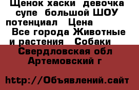 Щенок хаски, девочка супе, большой ШОУ потенциал › Цена ­ 50 000 - Все города Животные и растения » Собаки   . Свердловская обл.,Артемовский г.